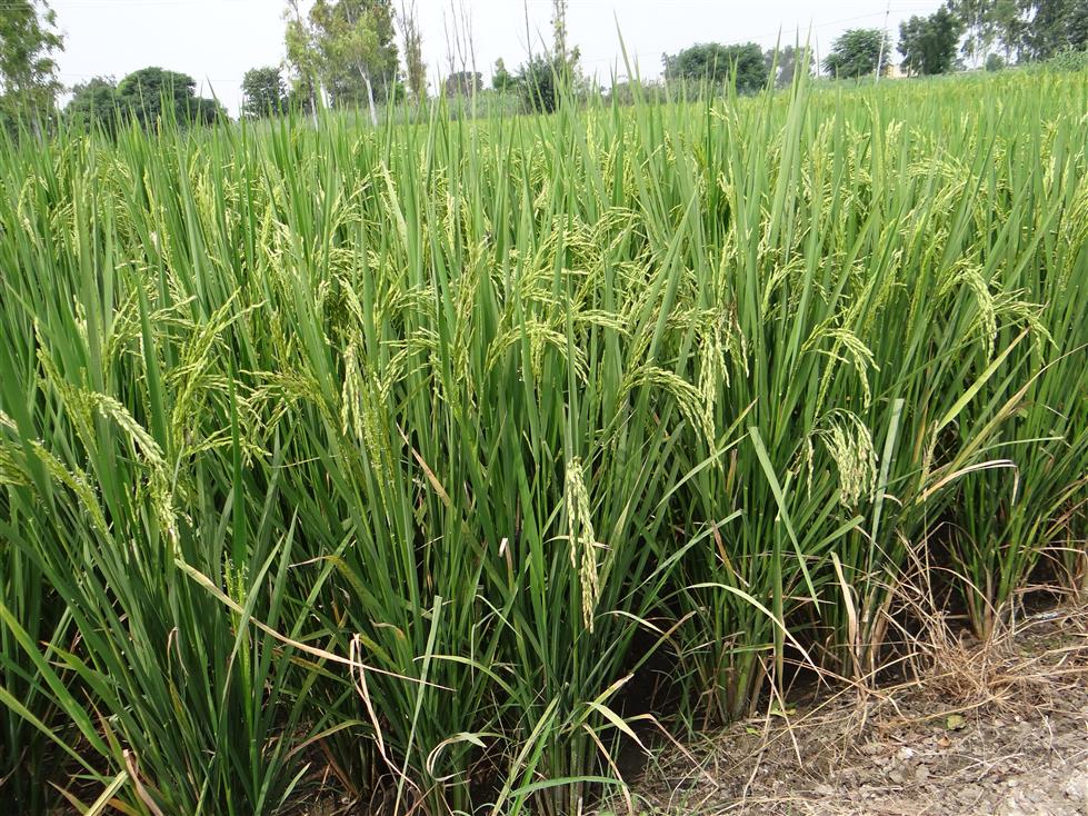 Oryza sativa